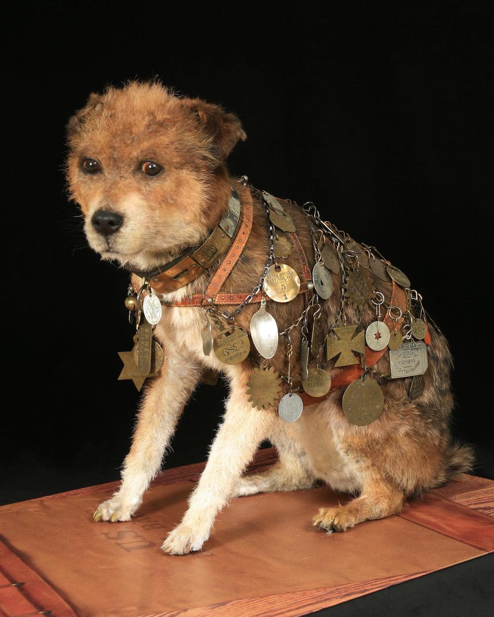 Owney is a popular exhibit at the National Postal Museum in Washington, D.C.