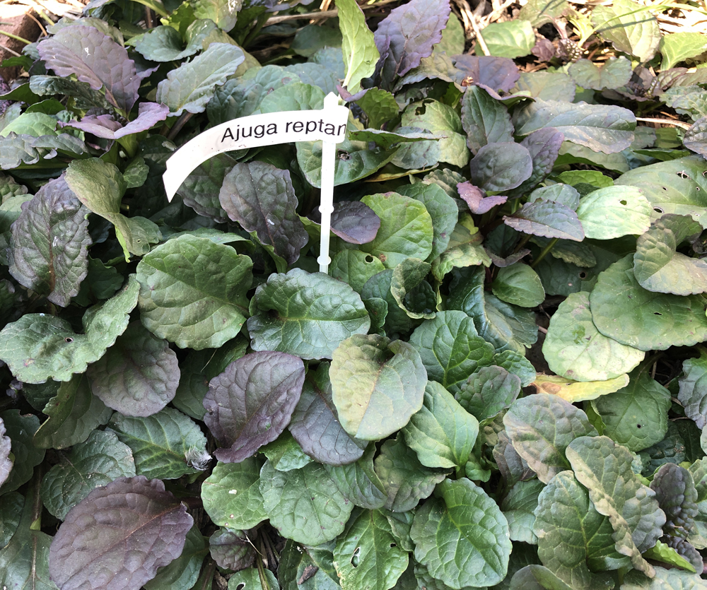 Repel deer and rabbits with bugleweed