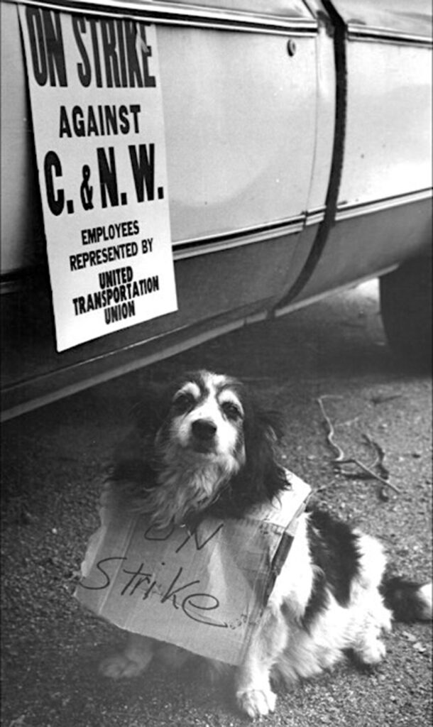 dog on picket line