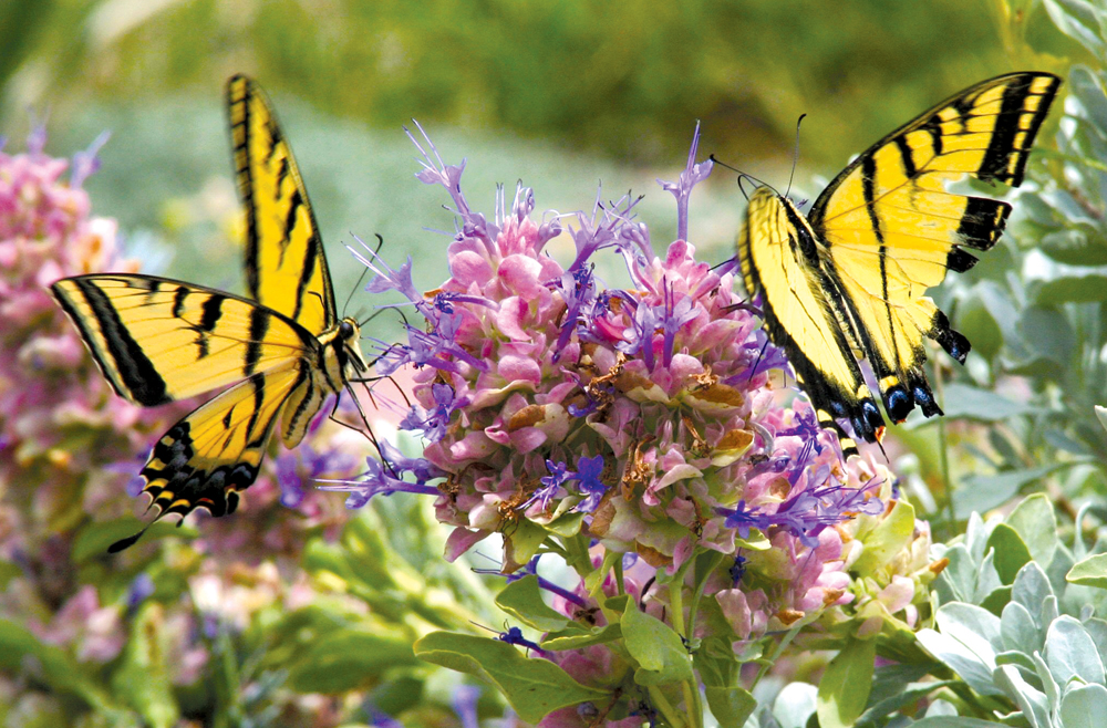 two yellow butterflies on a flower