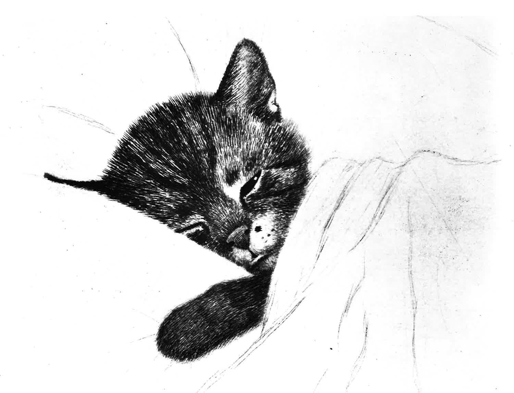 Etching of sleeping kitten