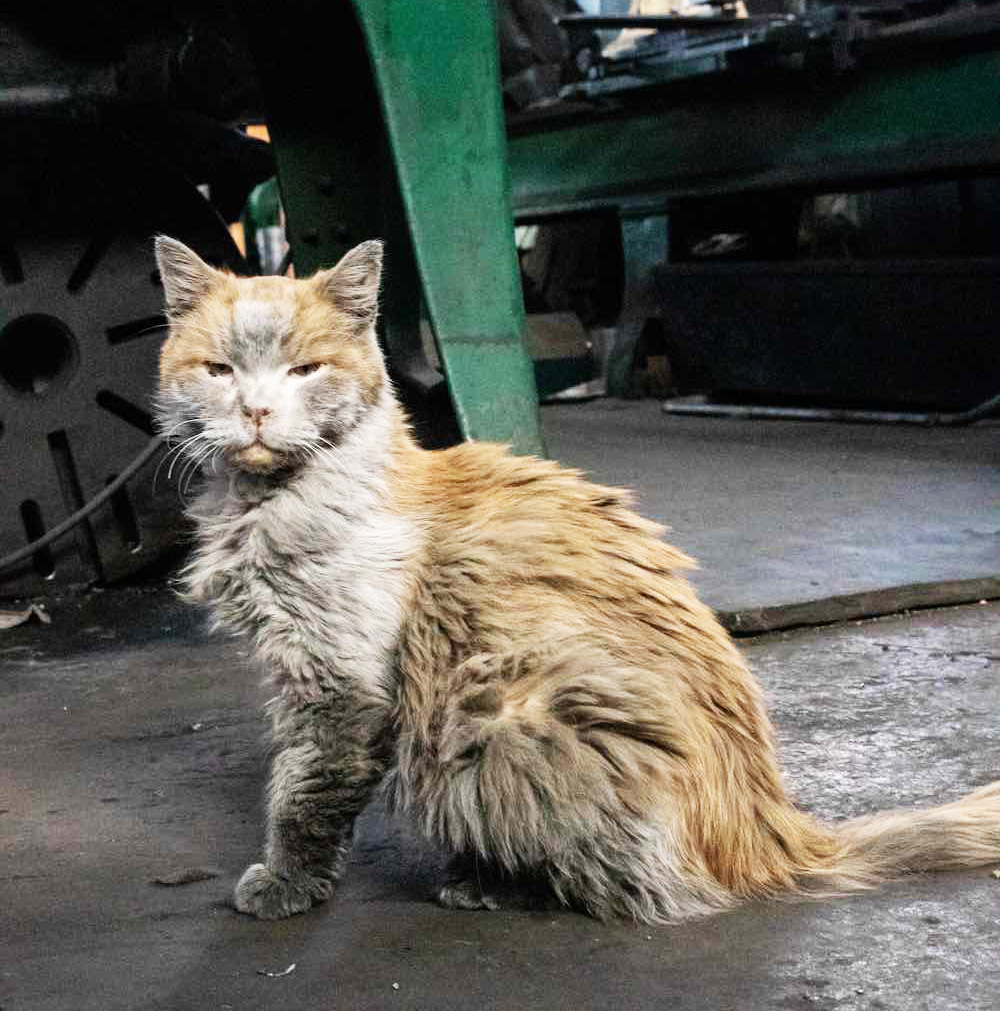 a dirty tabby cat
