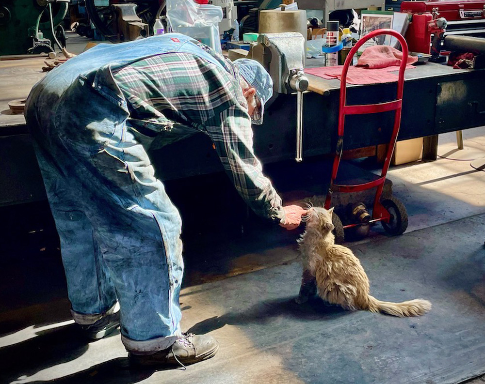 man playing with cat