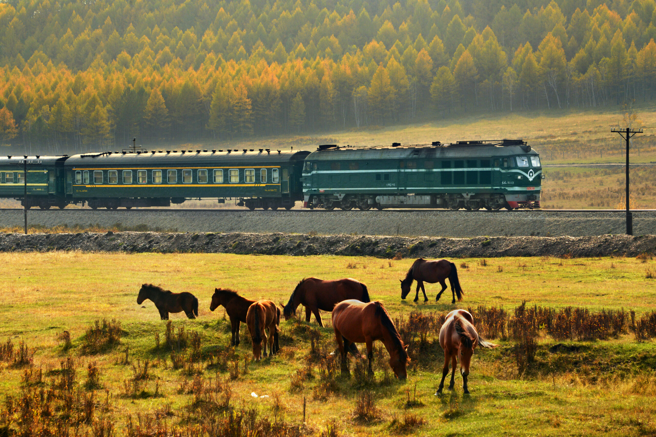 Passenger train passing by a group of horses