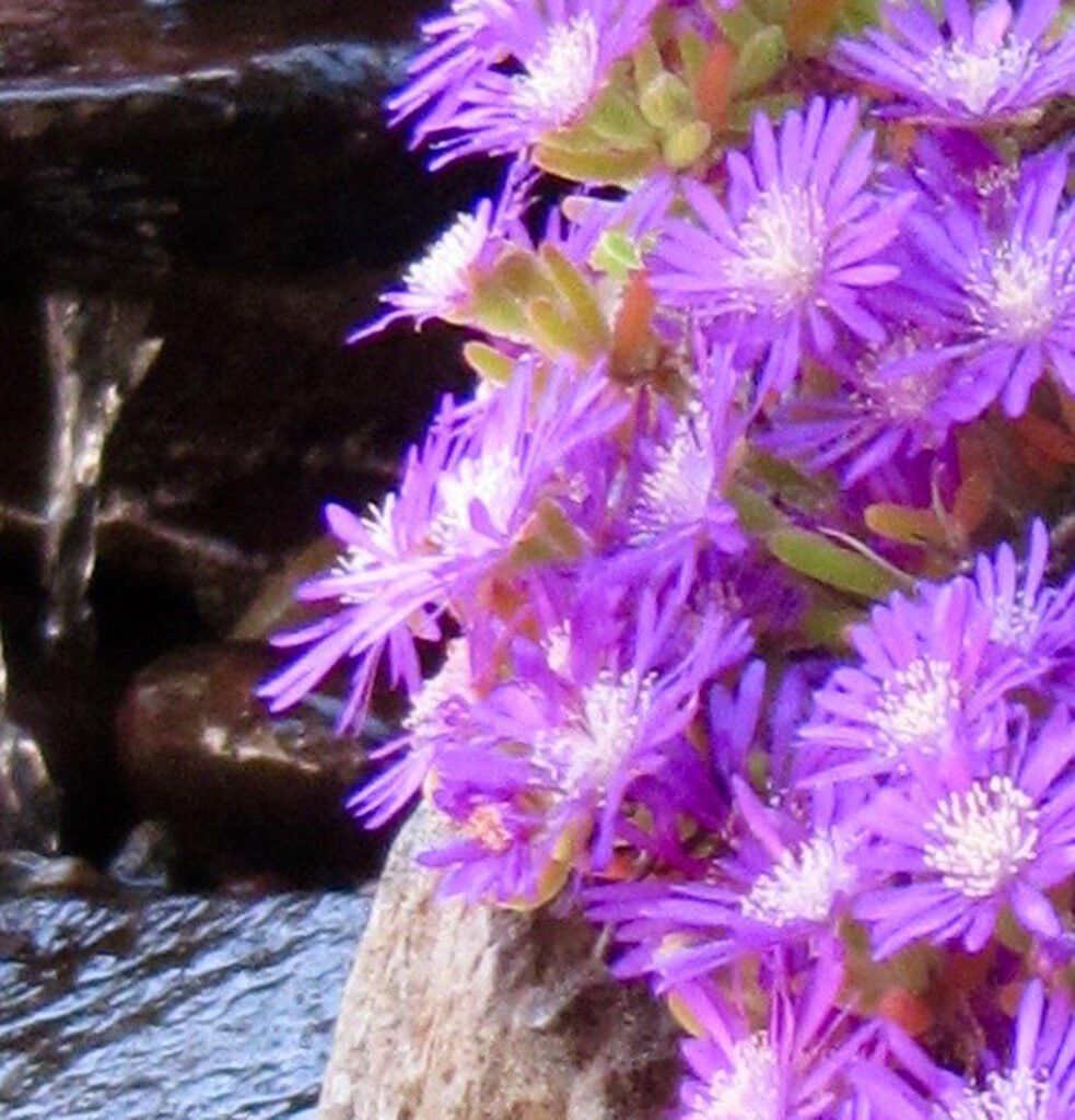 close up of tiny purple flowers
