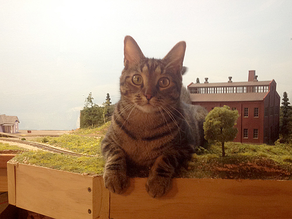 A dark-striped tabby cat reclines on the scenery of an HO scale layout