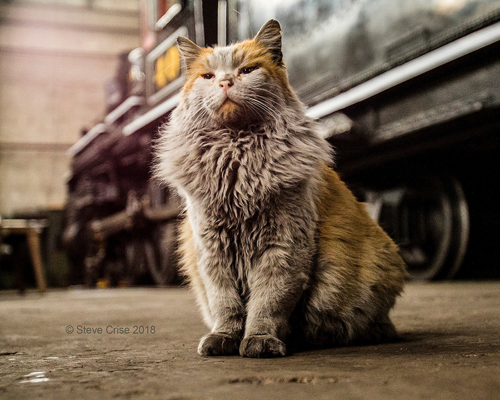 dirty shop cat