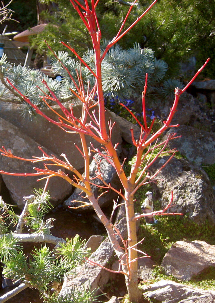 closeup of red tree bark