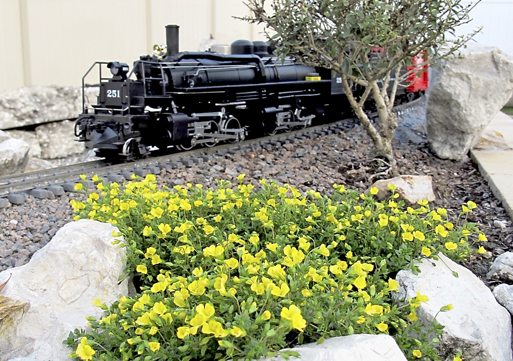 model steam locomotive approaches clump of yellow flowers