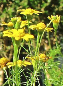 closeup of yellow flowers and foliage