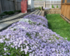  low growing plant with lavender flowers