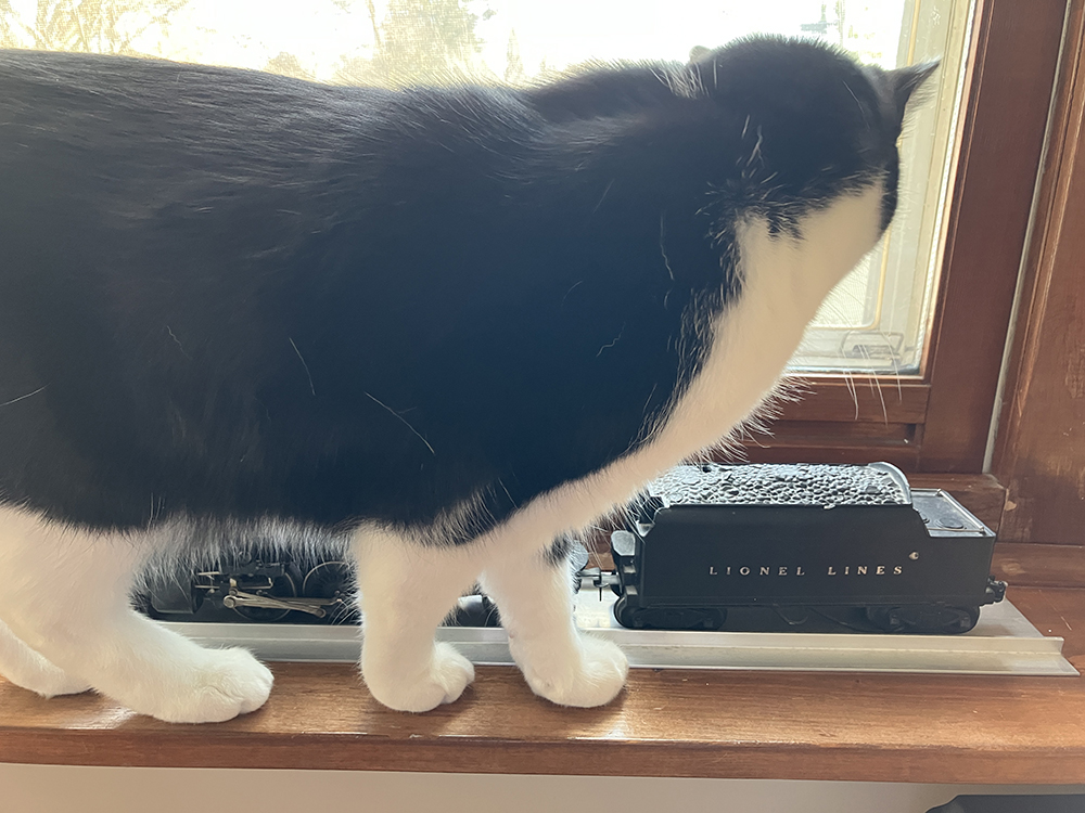 Black and white cat looks at model locomotive on windowsill