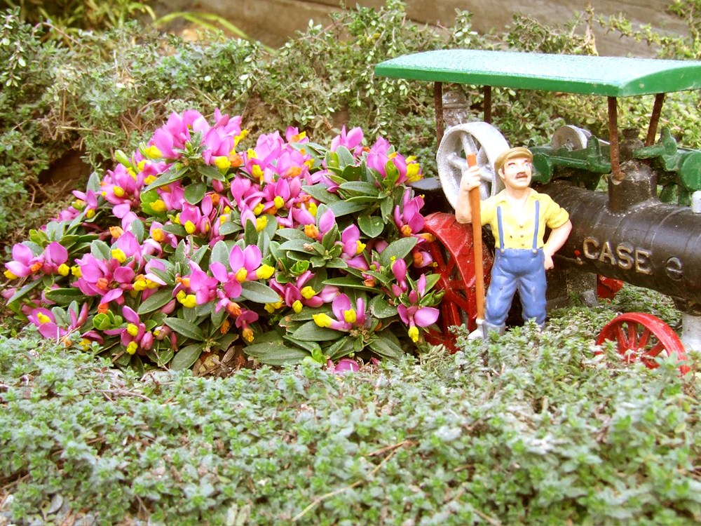 plant with pink flowers next to figure in garden railway
