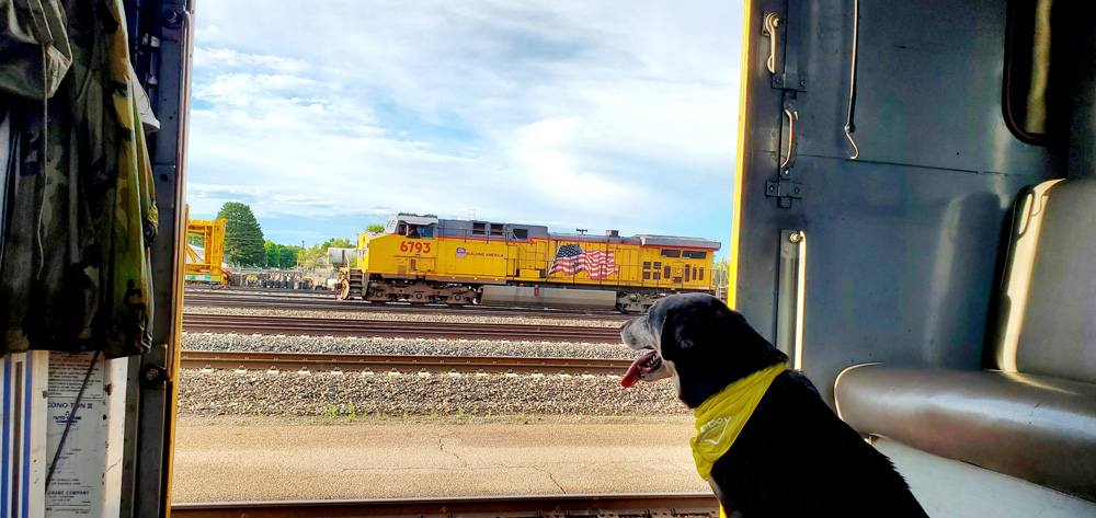 Black dog with grey muzzle watches train from a tool car during a mainline steam excursion.