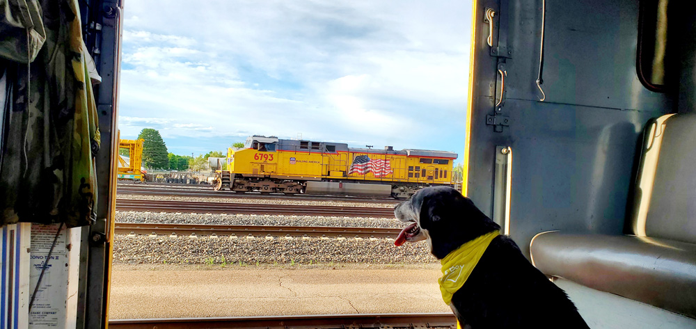Black dog with grey muzzle watches train