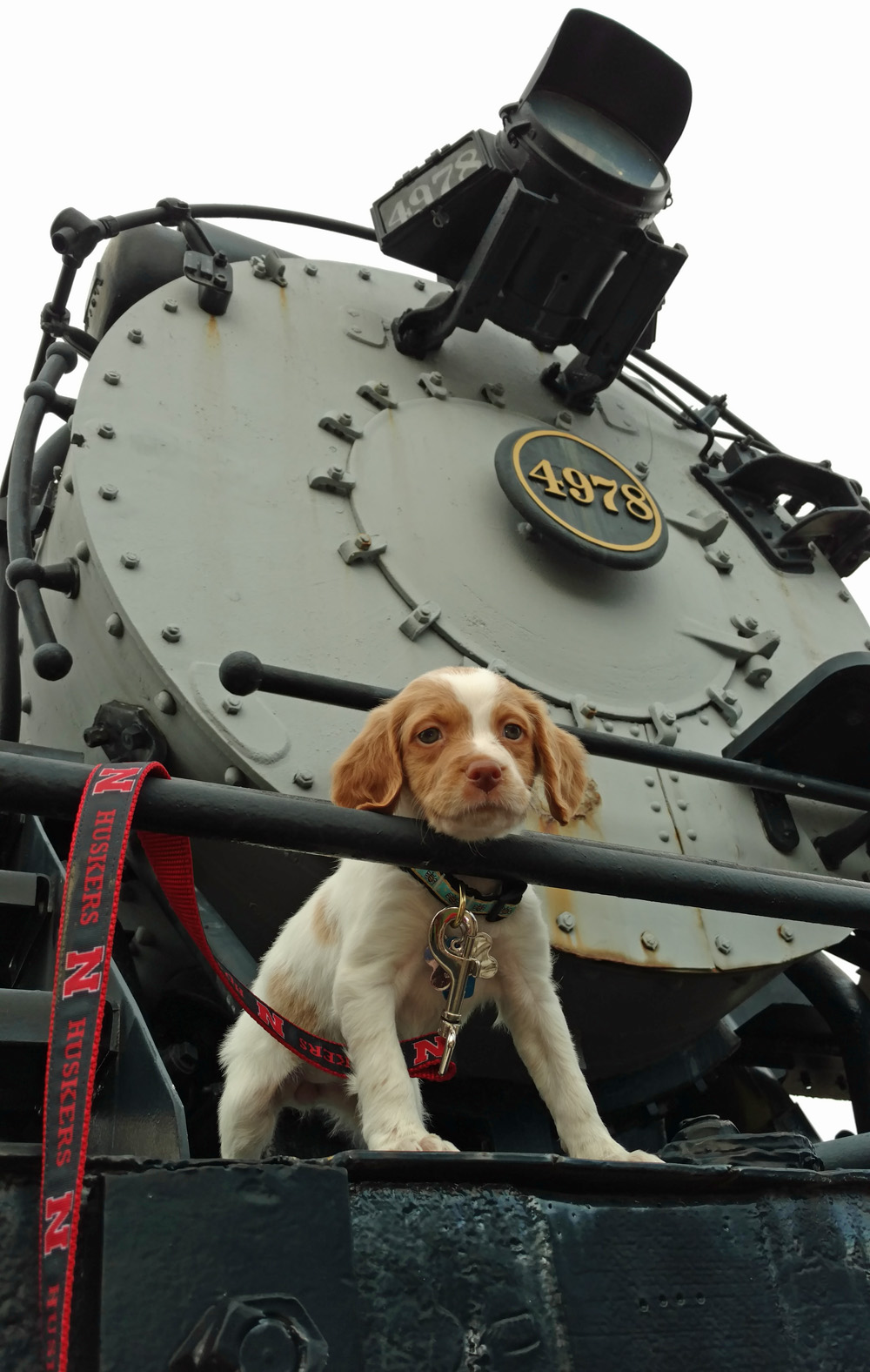 small white and brown pup on train