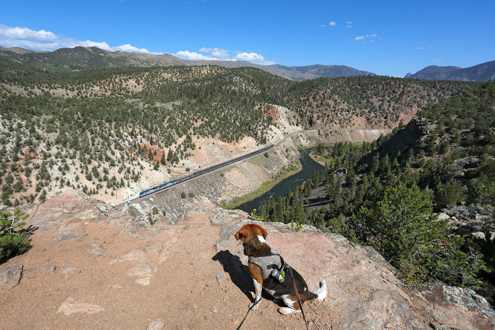 dog in middle of wilderness scene