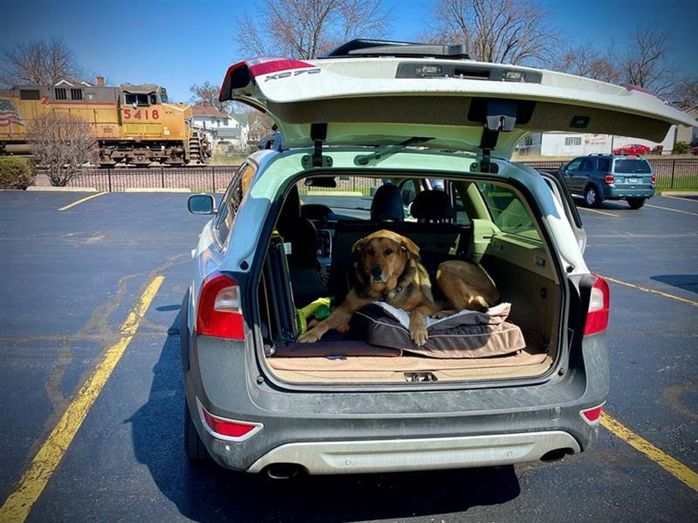 dog in back of car ready to railfan