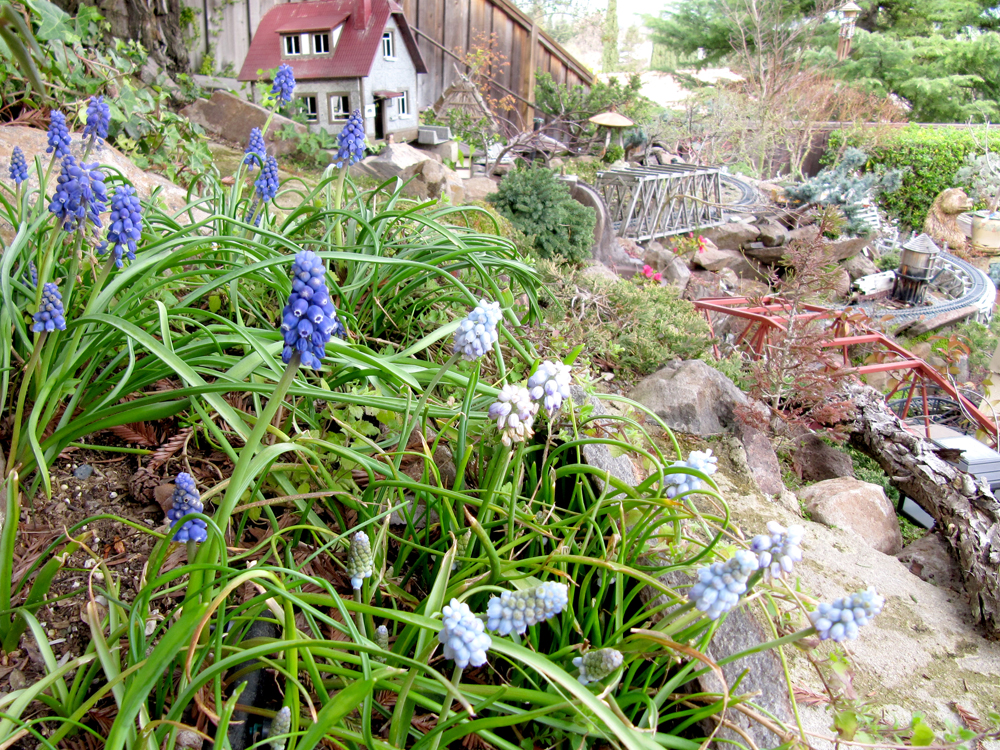 small plant with purple flowers on garden railway