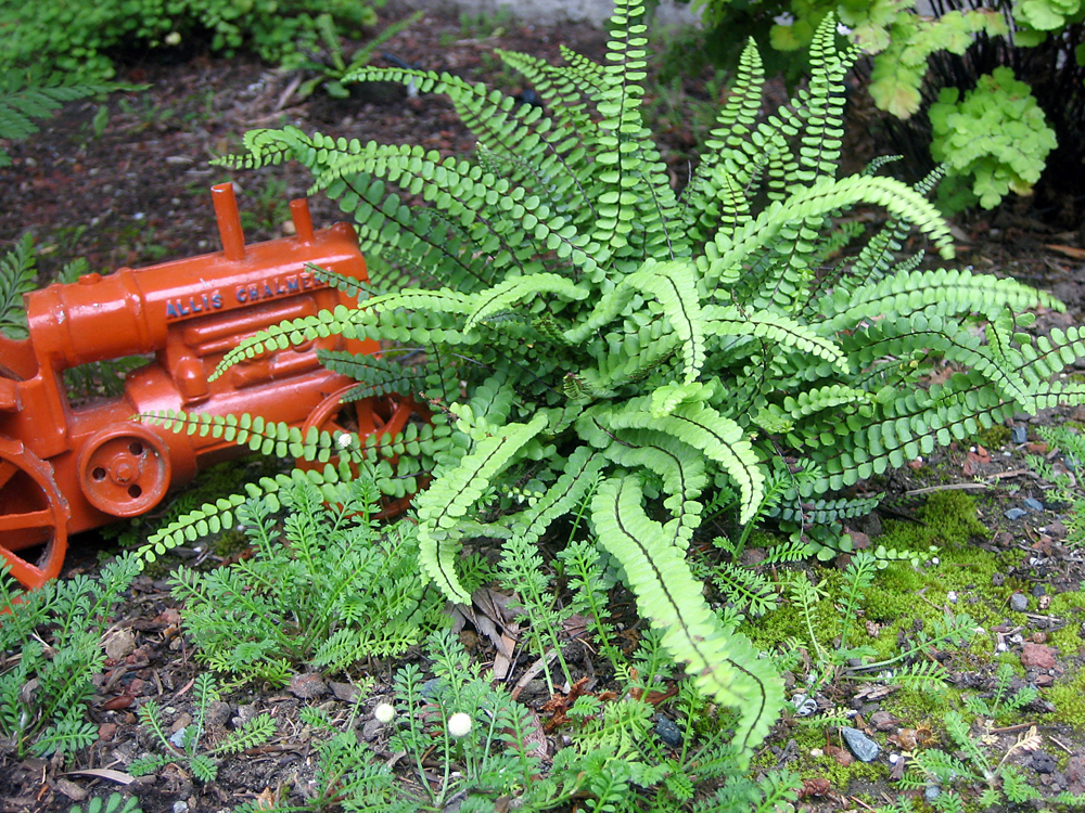 Maidenhair spleenwort: red model tractor next to green plant