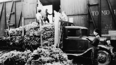 A 1930s photos of Christmas trees being loaded into a boxcar. Five mind-blowing facts about Christmas and trains.