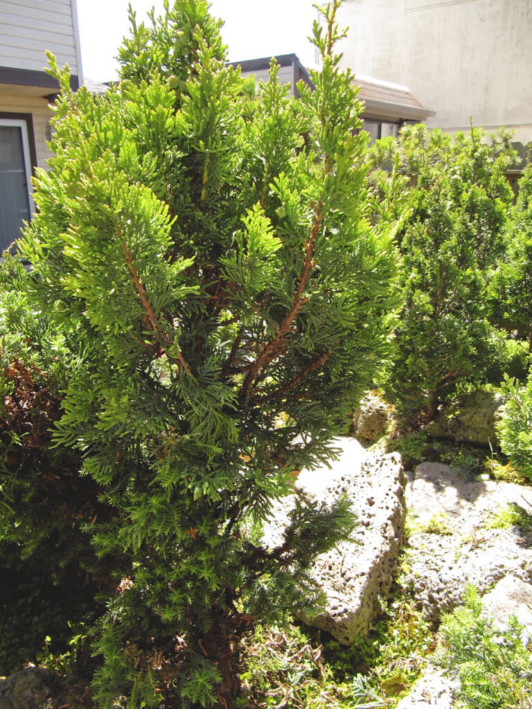 cone shaped conifer tree