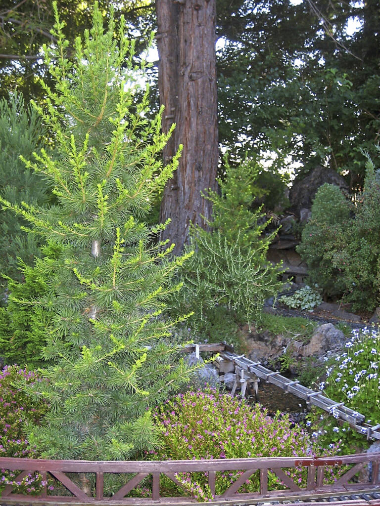 tall tree on garden railway