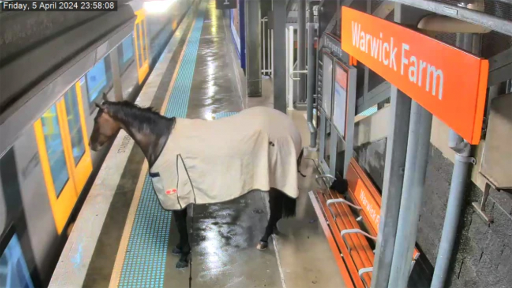 Horse standing on platform at train station
