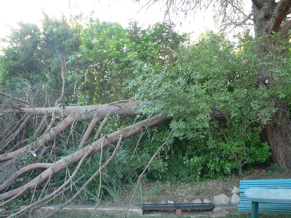 fallen tree next to garden railroad