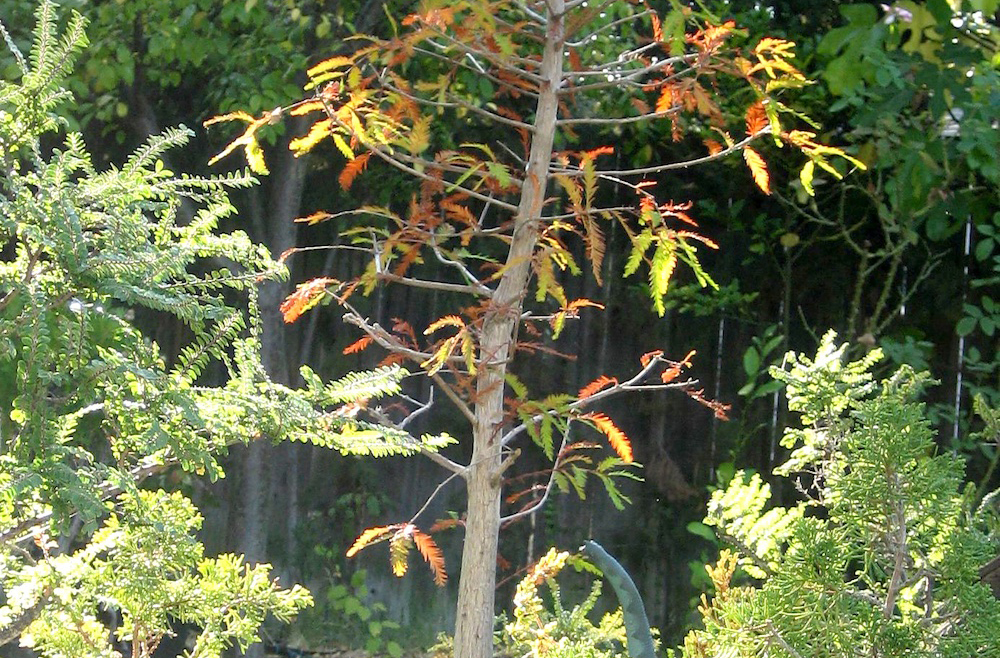 A baldcypress with green and orange leafs