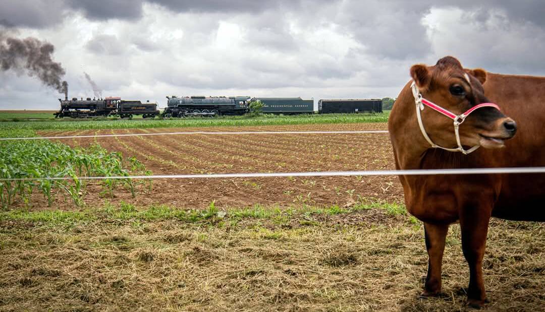 Steam locomotives pass by cow at a farm trackside