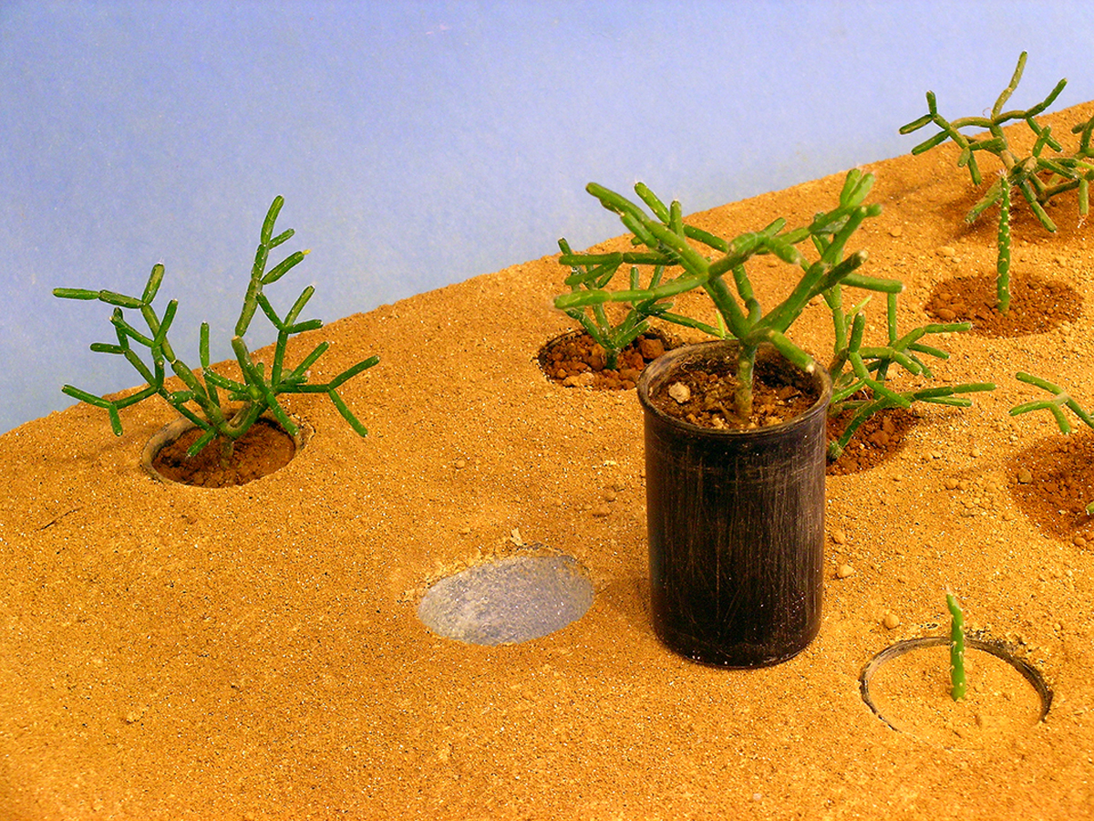 Live cactus plants in film canisters sit in a model railroad layout