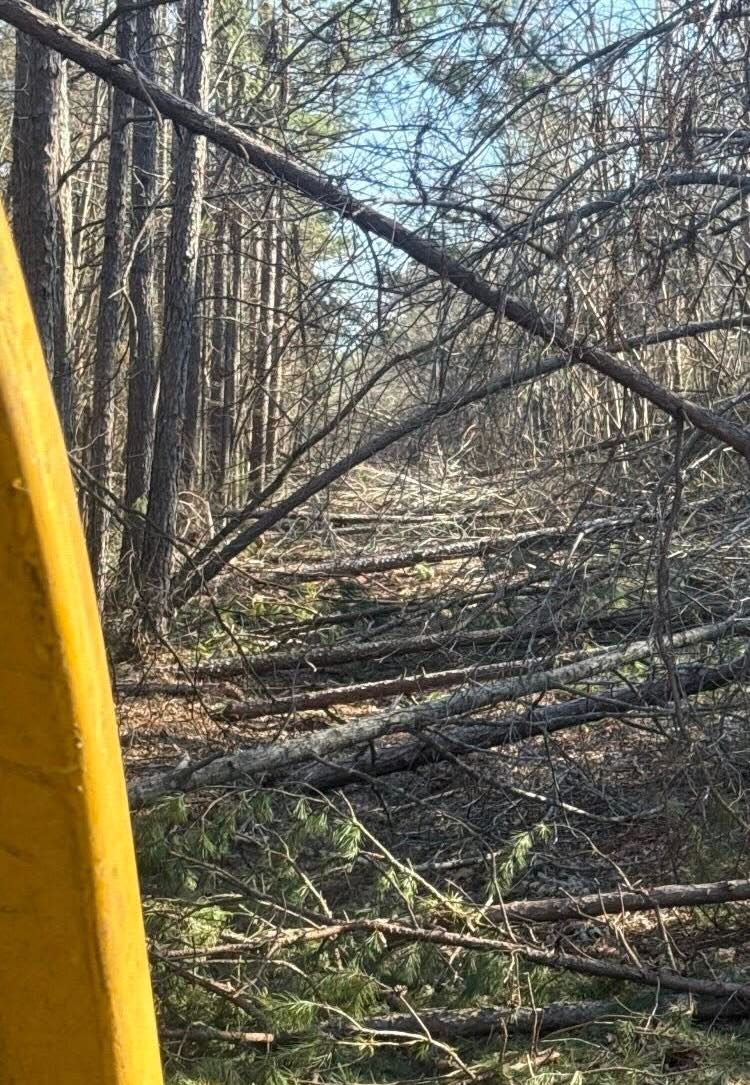 View of downed trees across railroad line